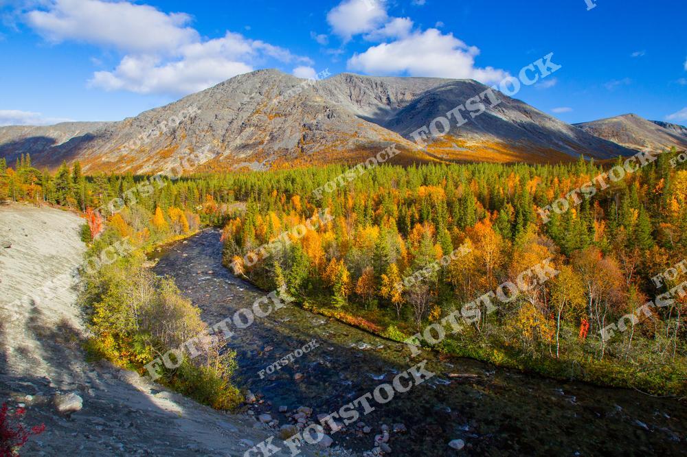 На фотографии изображена горная река, протекающая через осенний лес у подножия Хибин. Яркие золотые и красные оттенки деревьев подчёркивают суровую красоту северных гор. Пейзаж демонстрирует уникальность природы Мурманской области.